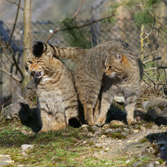 Wildkatzen im Tierpark Goldau