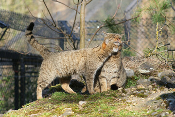 Naklejka na ściany i meble Wildkatzen begrüssen einander, Tierpark Goldau
