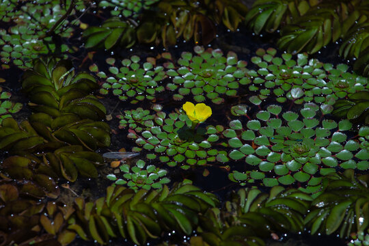 Water caltrop lake. Trapa bicornis (Water Chestnut). Natural pattern of aquatic plants surface.