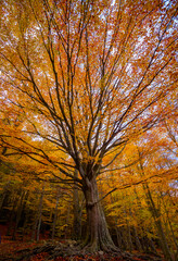 Fototapeta premium Otoño