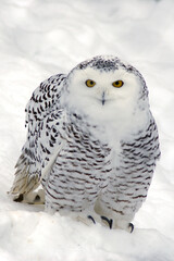 Schneeeule im Schnee, Zoo Zürich