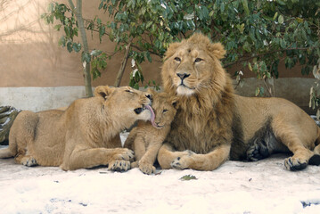 Löwenfamilie im Zoo Zürich 2013