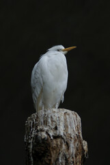 weisser Kuhreiher im Zoo Zürich