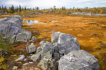 Swamp or lake with megalithic seid boulder stones, the dead trees in nature reserve on mountain Vottovaara, Karelia, Russia. Autumn in mountain