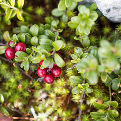 Reddening autumn thickets of blueberries and lingonberries around a stone overgrown with moss in nature reserve on mountain Vottovaara, Karelia, Russia.