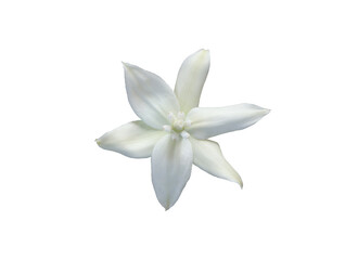 Fototapeta na wymiar White flower of the yucca plant.