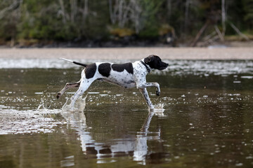 Dog english pointer