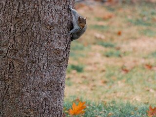 squirrel on tree