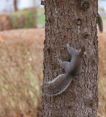 squirrel on a tree