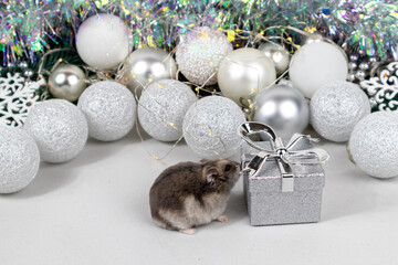 Light brown Dzungarian hamster near a silver gift box. Christmas card with white and silver balls,...