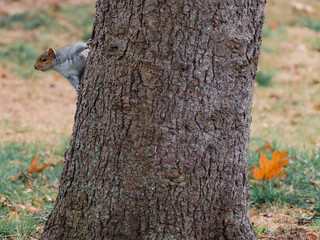 Obraz premium squirrel on a tree