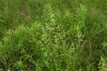 white flowers of Galium mollugo plant