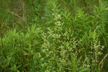 white flowers of Galium mollugo plant