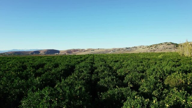Drone footage flying over a large orange grove showcasing rows of citrus trees with ripe fruit ready for harvest under a clear blue sky on a sunny day in the countryside