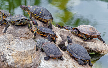 red-eared turtles basking in the sun