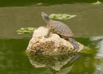 red-eared turtle basking in the sun