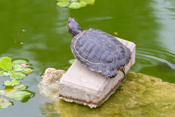 red-eared turtle basking in the sun