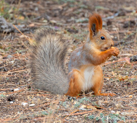 Naklejka na ściany i meble Red cute squirrel with long ears
