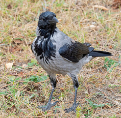 a big and beautiful gray and black crow