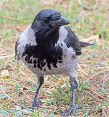 a big and beautiful gray and black crow