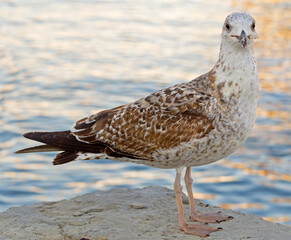 White and grey seagull