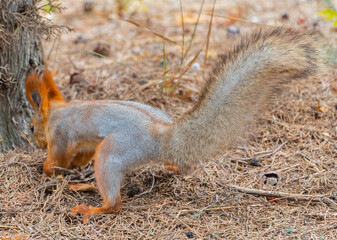 Red cute squirrel with long ears