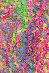 Fototapeta na wymiar the Brightly colored leaves during autumn
