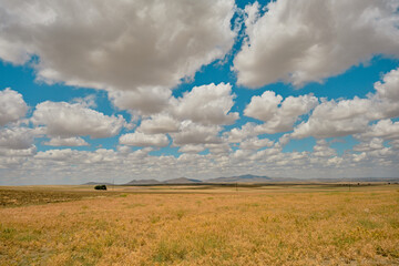 Eternity of clouds cumulus, wheat field agricultural field of wheatfield and single tree.