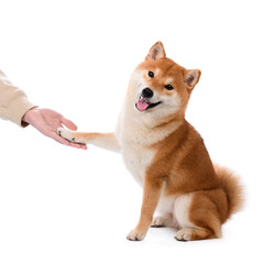 Shiba inu dog gives the mistress a paw
