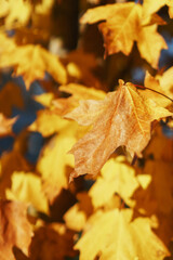 Golden autumn maple leaves in full screen.