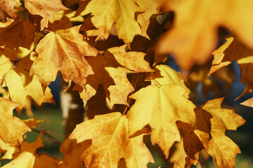Golden autumn maple leaves in full screen.