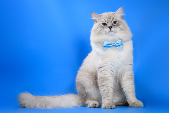 Cat in a blue bow tie on a blue background