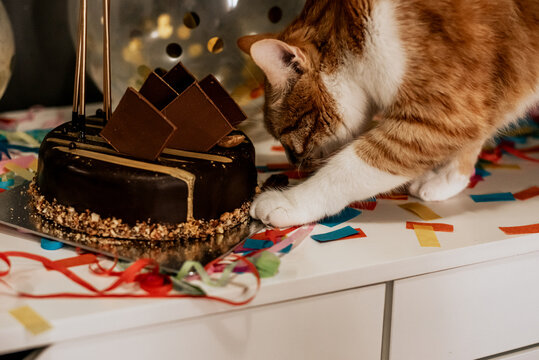 Cat Bithday Cake Celebration 