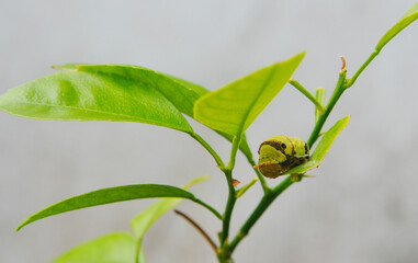 green caterpillar on an orange plant