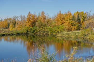 Obraz premium Autumn at Pylypow Wetlands in Edmonton, AB