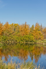Autumn at Pylypow Wetlands in Edmonton, AB