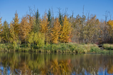 Fototapeta na wymiar Autumn at Pylypow Wetlands in Edmonton, AB