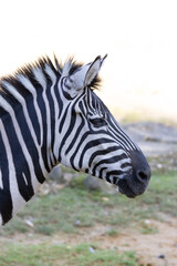 zebra close up