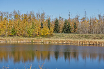 Autumn at Pylypow Wetlands in Edmonton, AB