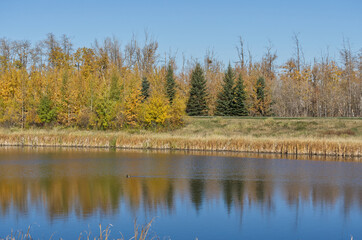 Obraz premium Autumn at Pylypow Wetlands in Edmonton, AB