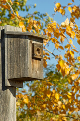 A Wooden Birdhouse for Tree Swallows