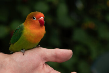 a parrakeet bird sitting on hand of a man