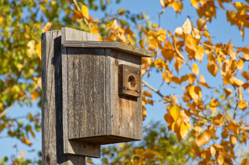 A Wooden Birdhouse for Tree Swallows