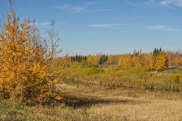 Autumn at Pylypow Wetlands in Edmonton, AB