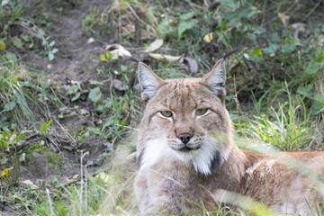 Naklejka premium lynx in the snow