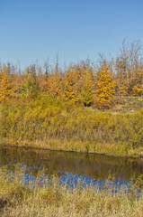 Autumn at Pylypow Wetlands in Edmonton, AB