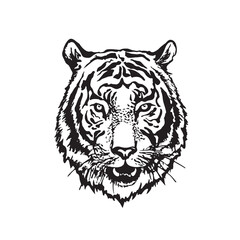 Tiger head drawn by black ink. Vector illustration. 