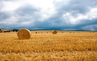 straw bales in the field after harvest. natural panorama