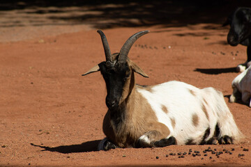 goat in the zoo