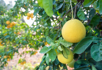 Pomelo fruits closeup on a tree branch in citrus fruits garden, selective focus